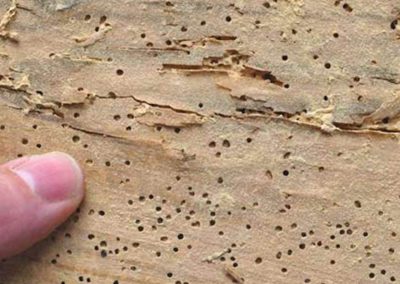 Carcomas y termitas