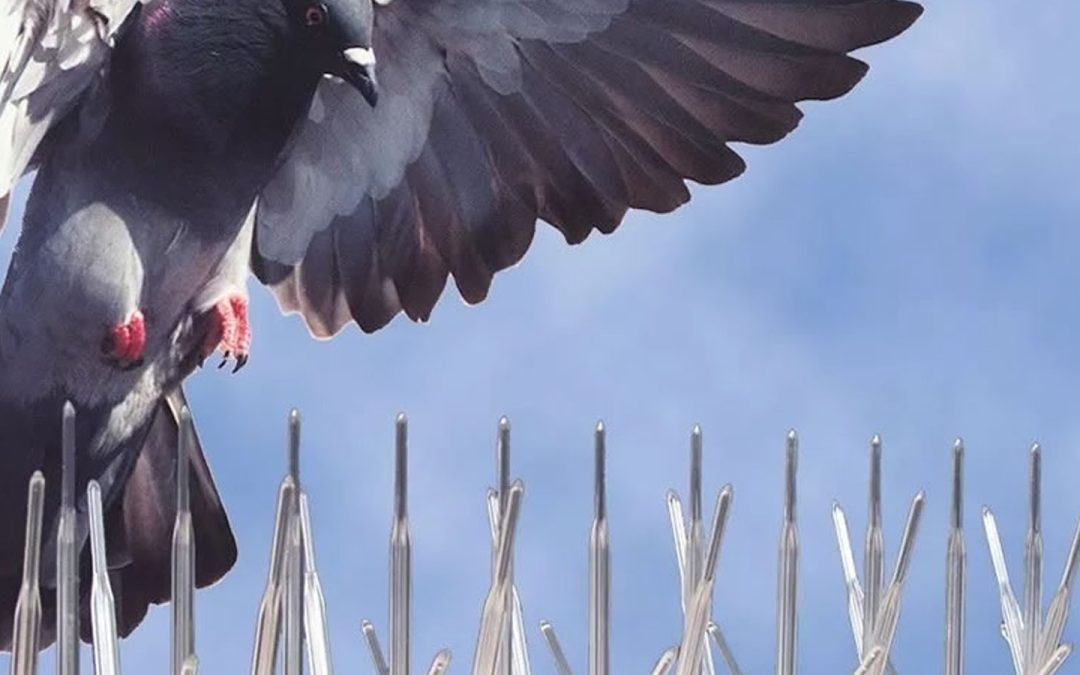 Control de aves en Jaén
