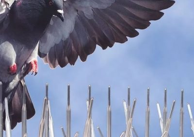 Control de aves en Jaén