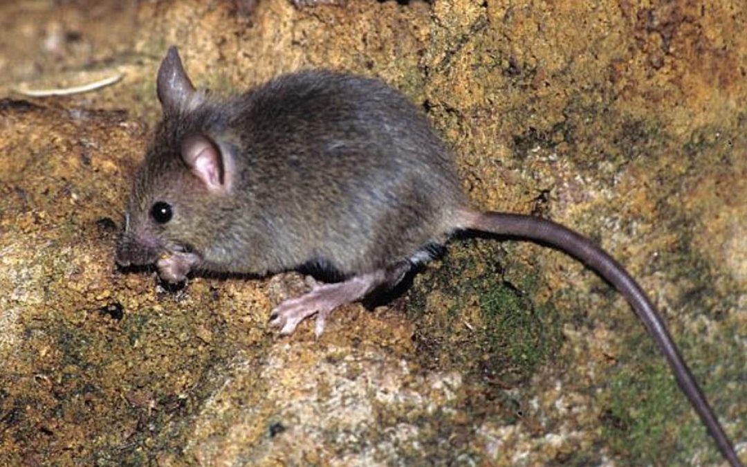 Ratón común (Mus Musculus)
