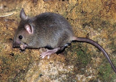 Ratón común (Mus Musculus)